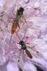Stilbops ruficornis
